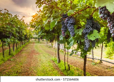 récolte de raisin