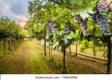 
récolte de raisin
