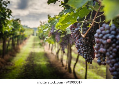 grape harvest - Shutterstock ID 743903017