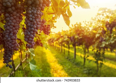 grape harvest
