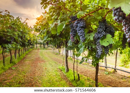 grape harvest