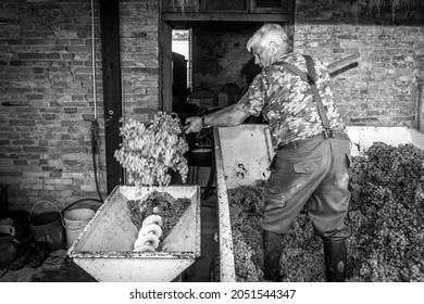 Récolte de raisins: viticulteur d'un fermier âgé met dans un vin de l'éternité en faisant du raisin frais de raisins blancs. Image en noir et blanc
