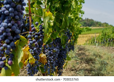 Grape harvest in beautiful Tuscany, Italy.