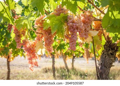 Récolte de raisins: grappes de raisins sur la vigne