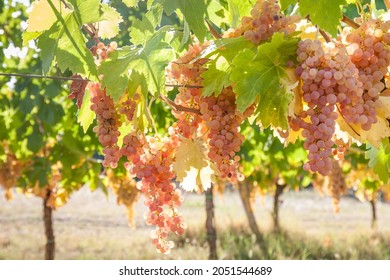 Grape harvest: bunches of grapes on the grapevine. Autumn color