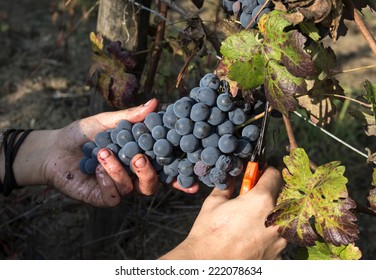 Grape Harvest Close Up Hands