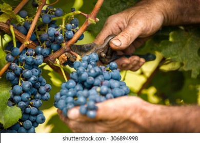 Grape Harvest Close Up Hands