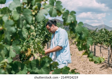 Grape harvest and a man in a vineyard in late summer. A young guy stands on a large field with rows of vines on a sunny day. Wine tourism. - Powered by Shutterstock