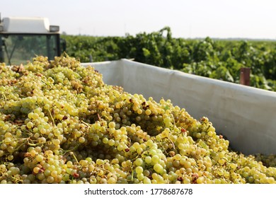 Grape Harvest: Manual Harvest Of Chardonnay Grapes