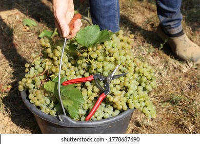 Grape Harvest: Manual Harvest Of Chardonnay Grapes