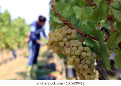 Grape Harvest: Manual Harvest Of Chardonnay Grapes In The Palatinate, Germany