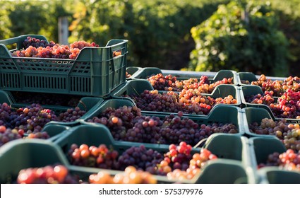 Grape. Harvest. Morning Light 