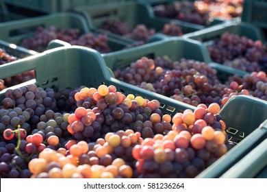 Grape. Harvest. Morning Light 