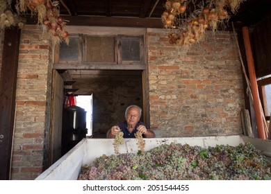 Grape harvest: Old farmer inspect grapes before the pressing in winepress. Winery in background