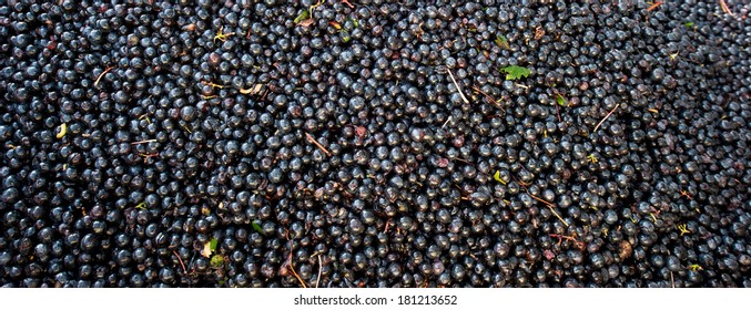 Grape Harvest : Red Grape Bay