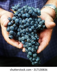 Grape Harvest Time In Italy - Beautiful Cluster Of Merlot Grapes