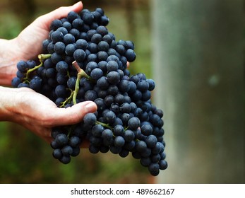 Grape Harvest Time In Italy - Woman Hands Handling A Beautiful Cluster Of Merlot Grapes