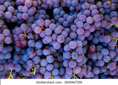 Grape harvest in the vineyard. Close-up of red and black clusters of Pinot Noir grapes collected in boxes and ready for wine production. - Powered by Shutterstock