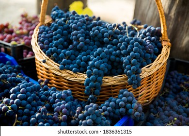 Grape harvest in the vineyard. Close-up of red and black clusters of Pinot Noir grapes collected in boxes and ready for wine production.