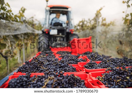 Similar – Foto Bild Hand voll frisch gepflückter Waldpilze