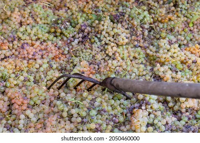Grape harvest: white grapes texture with a pinchfork