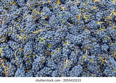 Grape Harvest At A Winery In Chelan, Washington USA