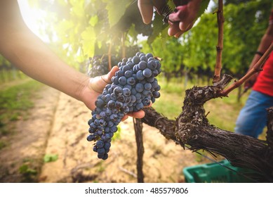 
Grape Harvest At The World Famous And Sensational Taste Of Wine Grapes Sangiovese.