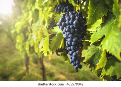 
Grape Harvest At The World Famous And Sensational Taste Of Wine Grapes Sangiovese.