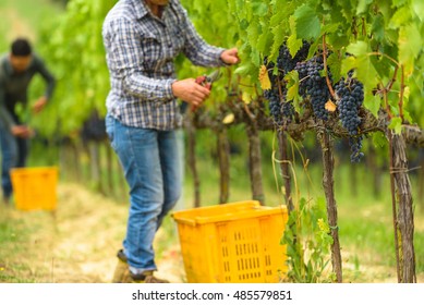 
Grape Harvest At The World Famous And Sensational Taste Of Wine Grapes Sangiovese.