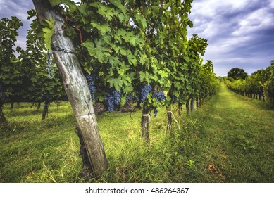 
Grape Harvest At The World Famous And Sensational Taste Of Wine Grapes Sangiovese.