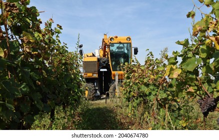 Grape Harvester Machine At The Beginning Of  A Row Of Vineyard During The Harvesting In September.