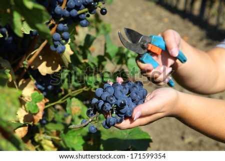Grape harvesting 