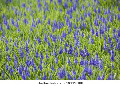 Grape hyacinth