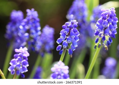 Grape Hyacinth