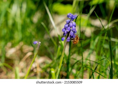 Grape hyacinth with bee flie