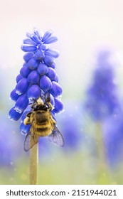Grape hyacinth flowers with bee closeup. Blue muscari spring flowers and bee on flower garden.