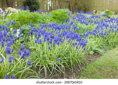 Grape hyacinth flowers (Muscari Armeniacum), bulb plants flowering in spring in a UK garden flowerbed - Powered by Shutterstock