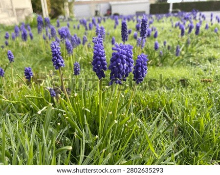 Grape Hyacinth in the grass