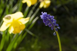 A Grape Hyacinth On A Background Of Yellow Daffodils