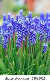 Grape Hyacinth In Spring