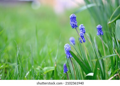 Grape hyacinths or blue muscari in spring garden. Beautiful bokeh background, outdoors, close-up