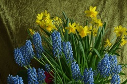 Grape Hyacinths And Daffodils In A Still Life.