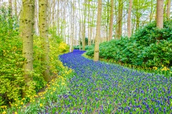 Grape Hyacinths / Muscari At Keukenhof Gardens, Lisse, South Holland, Netherlands. Keukenhof Is Known As The Garden Of Europe. Blue Muscari Flowers Garden