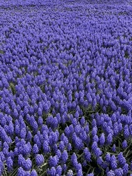 Grape Hyacinths Taken At The Istanbul Tulip Festival.