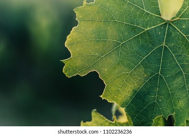 17,644 Grape shadow Images, Stock Photos & Vectors | Shutterstock