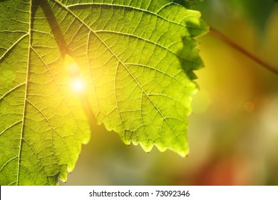 Grape Leaf Detail Over Sunny Defocused Background. Macro Closeup.