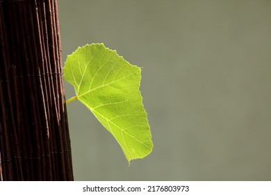 A Grape Leaf, Illuminated By The Sun, Sticks Out From Behind A Wicker Screen.