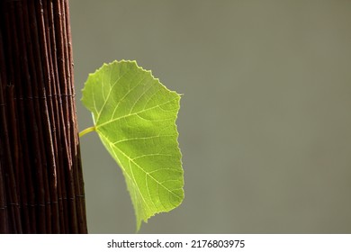 A Grape Leaf, Illuminated By The Sun, Sticks Out From Behind A Wicker Screen.