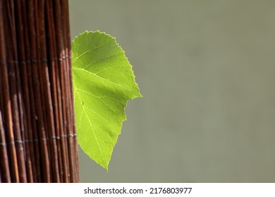 A Grape Leaf, Illuminated By The Sun, Sticks Out From Behind A Wicker Screen.