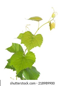 grape leaf isolate on white